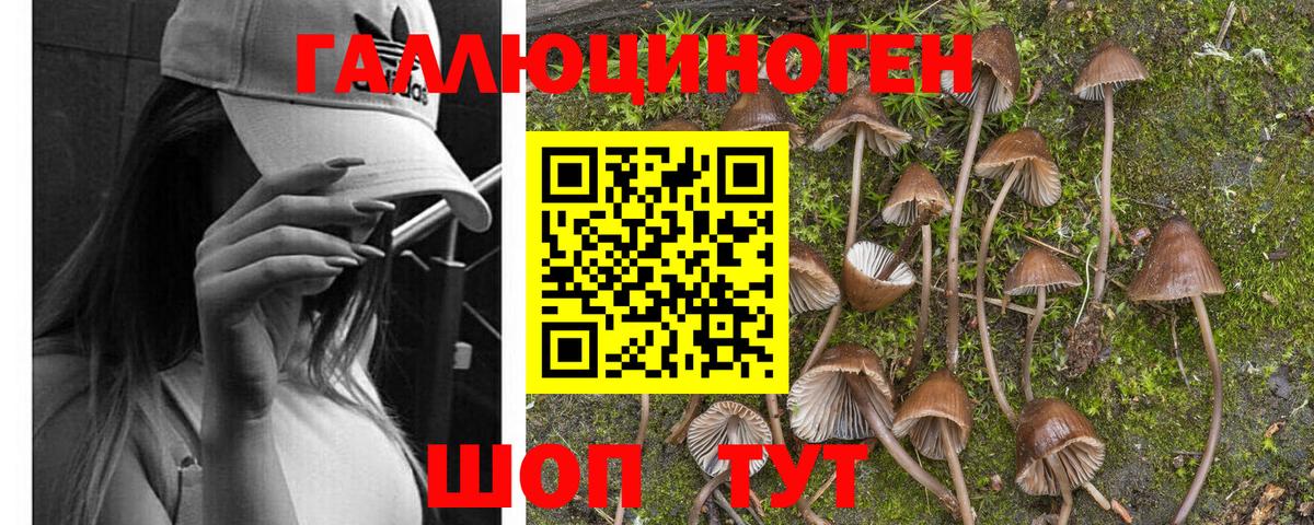 Алексеевка  Псилоцибиновые грибы Psilocybe  Вход с VPN 